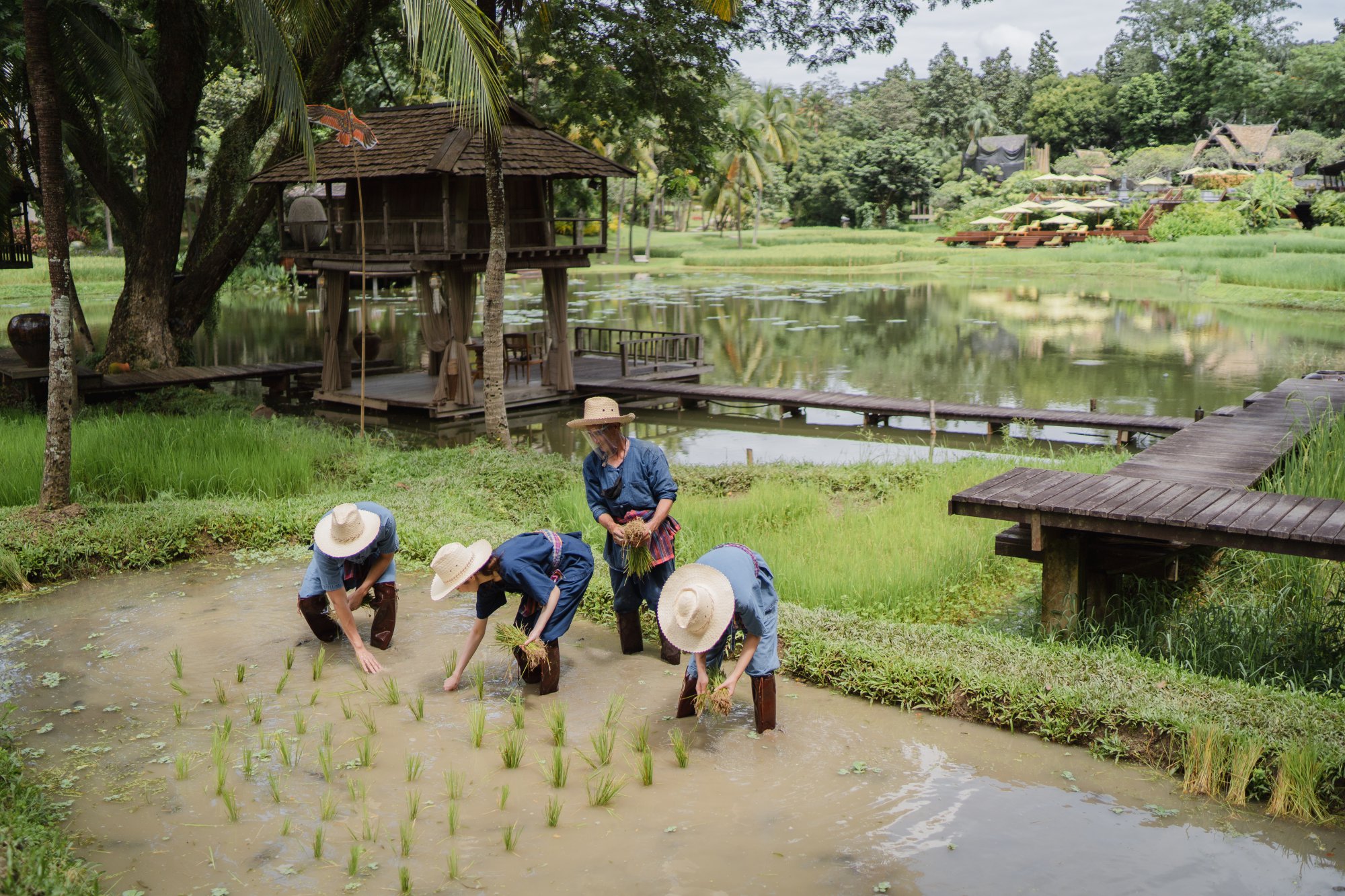 Restart your 2020, Four Seasons Resort Chiang Mai.